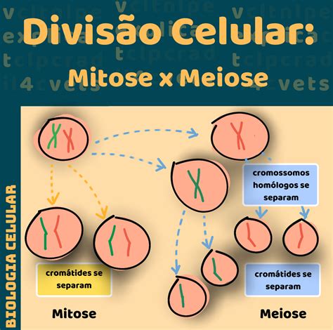 divisão celular-1